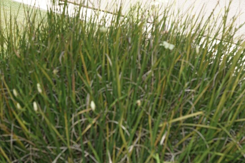 Close-up of green grass blades with small white seed heads filling the frame.